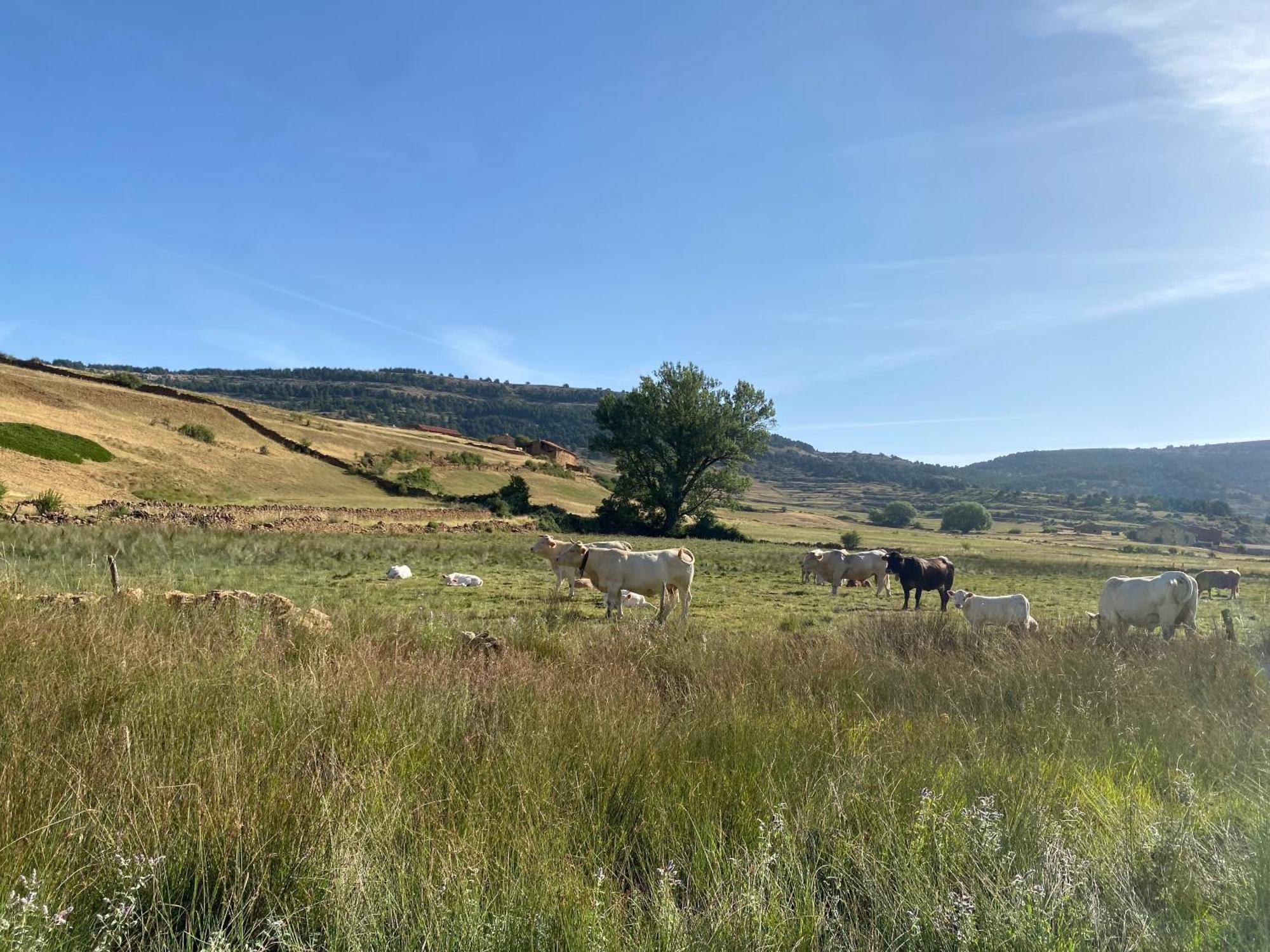 Vila Casa Rural El Olmo Gúdar Exteriér fotografie